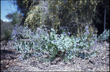 APII jpeg image of Veronica perfoliata  © contact APII