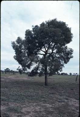 APII jpeg image of Acacia harpophylla  © contact APII