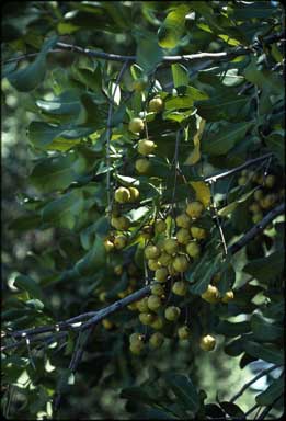 APII jpeg image of Cupaniopsis anacardioides  © contact APII