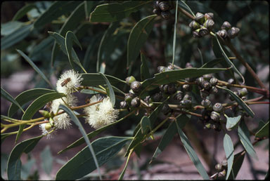 APII jpeg image of Eucalyptus bancroftii  © contact APII