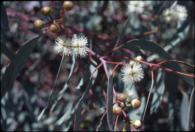 APII jpeg image of Eucalyptus ebbanoensis  © contact APII