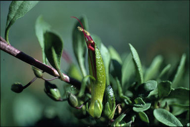 APII jpeg image of Eremophila serpens  © contact APII