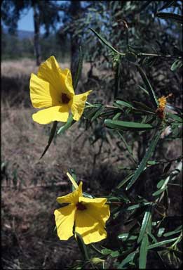 APII jpeg image of Hibiscus divaricatus  © contact APII