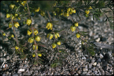 APII jpeg image of Boronia purdieana subsp. purdieana  © contact APII