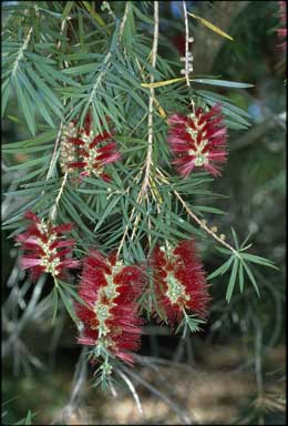 APII jpeg image of Callistemon viminalis  © contact APII