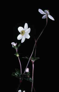 APII jpeg image of Anemone crassifolia  © contact APII