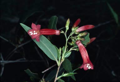 APII jpeg image of Marianthus erubescens  © contact APII