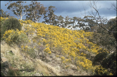 APII jpeg image of Acacia pycnantha  © contact APII