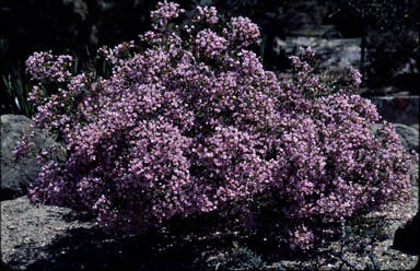 APII jpeg image of Boronia latipinna  © contact APII