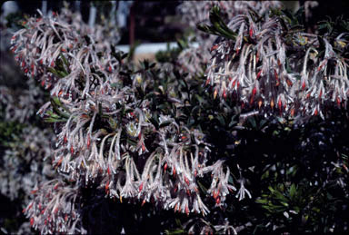 APII jpeg image of Petrophile biloba  © contact APII