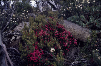 APII jpeg image of Cyathodes parvifolia  © contact APII