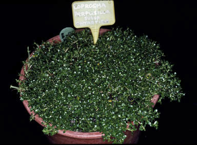 APII jpeg image of Coprosma perpusilla subsp. subantarctica  © contact APII