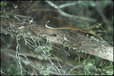 APII jpeg image of Leptospermum jingera  © contact APII