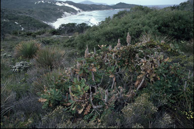 APII jpeg image of Banksia grandis  © contact APII