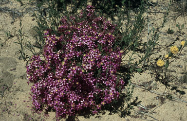 APII jpeg image of Calytrix muricata  © contact APII