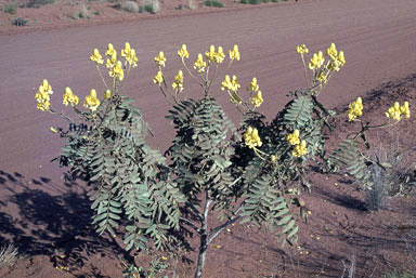 APII jpeg image of Cassia venusta  © contact APII