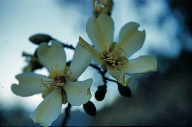 APII jpeg image of Cochlospermum macgilivrai  © contact APII