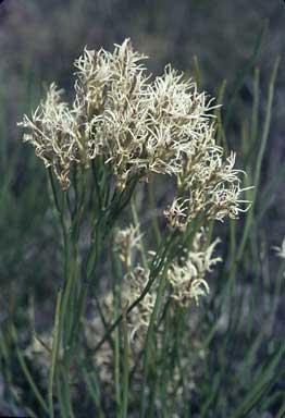 APII jpeg image of Conospermum teretifolium  © contact APII