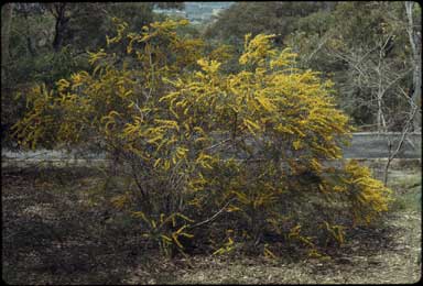 APII jpeg image of Acacia montana  © contact APII