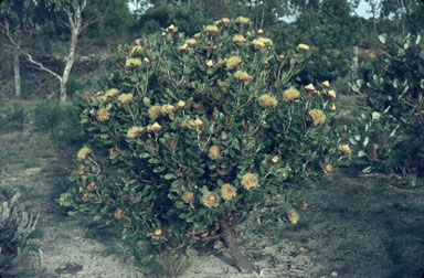 APII jpeg image of Banksia heliantha  © contact APII