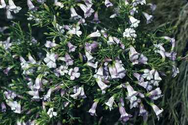 APII jpeg image of Eremophila drummondii  © contact APII