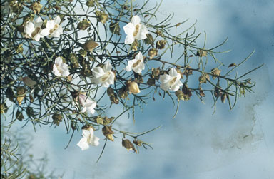 APII jpeg image of Eremophila granitica  © contact APII