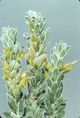 APII jpeg image of Eremophila subfloccosa  © contact APII