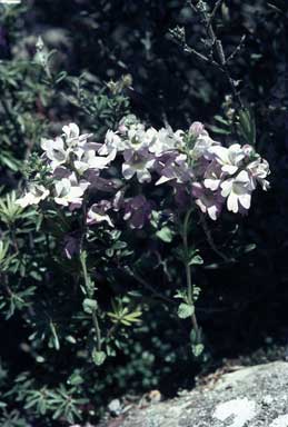 APII jpeg image of Euphrasia diemenica  © contact APII