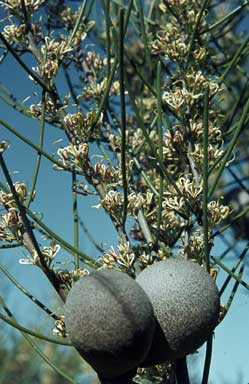 APII jpeg image of Hakea platysperma  © contact APII