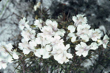 APII jpeg image of Hemiandra linearis  © contact APII