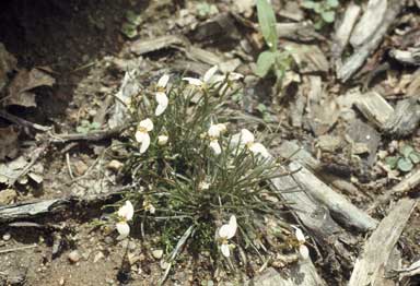 APII jpeg image of Stylidium uniflorum  © contact APII