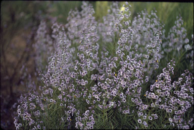 APII jpeg image of Cyanostegia microphylla  © contact APII