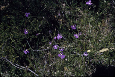 APII jpeg image of Lobelia tenuior  © contact APII