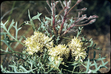 APII jpeg image of Petrophile trifida  © contact APII