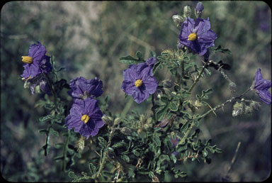 APII jpeg image of Solanum diversiflorum  © contact APII