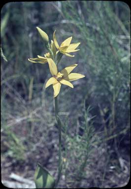 APII jpeg image of Thelymitra stellata  © contact APII