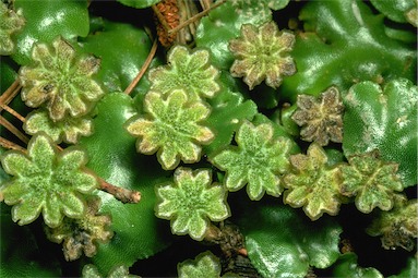 APII jpeg image of Marchantia berteroana  © contact APII