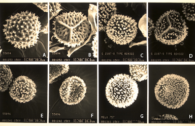 APII jpeg image of Anthoceros fragilis,<br/>Folioceros fuciformis,<br/>Anthoceros capricornii,<br/>Anthoceros punctatus  © contact APII