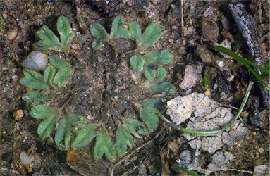 APII jpeg image of Riccia sp.  © contact APII