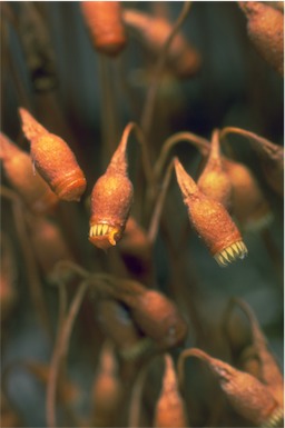 APII jpeg image of Bryum dichotomum  © contact APII