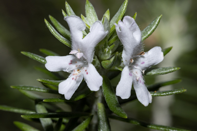 APII jpeg image of Westringia fruticosa  © contact APII