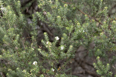 APII jpeg image of Westringia fruticosa  © contact APII