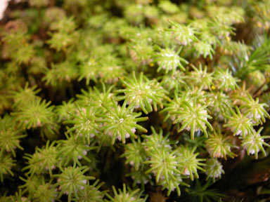 APII jpeg image of Marchantia polymorpha  © contact APII