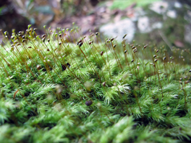 APII jpeg image of Leucobryum sanctum  © contact APII