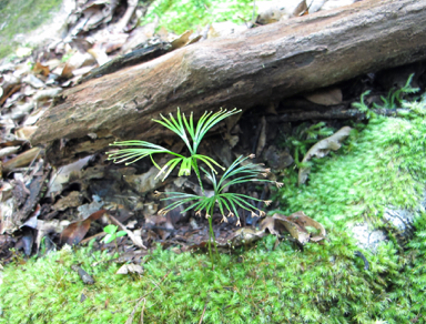 APII jpeg image of Schizaea dichotoma  © contact APII