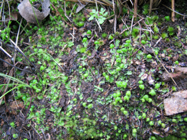 APII jpeg image of Asterella drummondii  © contact APII