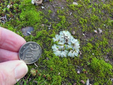 APII jpeg image of Riccia sp. nov.  © contact APII