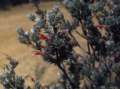 APII jpeg image of Adenanthos argyreus  © contact APII