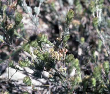 APII jpeg image of Adenanthos flavidiflorus  © contact APII