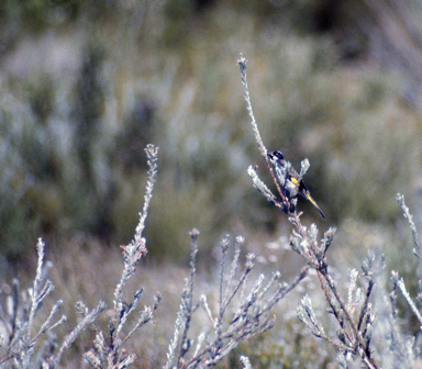 APII jpeg image of Adenanthos macropodianus  © contact APII